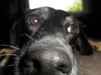 /album/galeria/a320320-247099835326724-977673386-n-jpg/