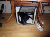 /album/galeria/a417473-409536159083090-2098018839-n-jpg/